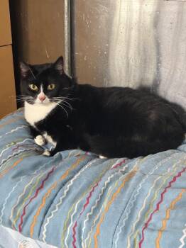 Raven -  Domestic Short Hair Cat for Adoption in Randolph, Massachusetts - Raven | PetCurious