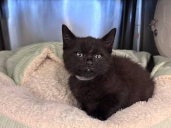 Domestic Short Hair Cats Available for Adoption in Houston, Texas - DAFFY | PetCurious