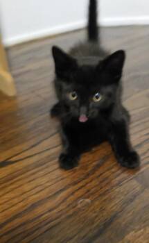 Lyle (was Lucy) -  Domestic Short Hair Cat for Adoption in Ferndale, Michigan - Lyle (was Lucy) | PetCurious