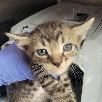 Peter -  Domestic Short Hair Cat for Adoption in Salt Lake City, Utah - Peter | PetCurious