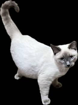 Astrid -  Domestic Medium Hair Cat for Adoption in Noble, Oklahoma - Astrid | PetCurious