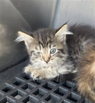 Rescue Domestic Long Hair Cats for Adoption in Dallas, Texas - C3P0 | PetCurious