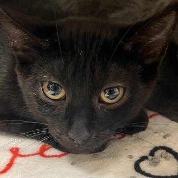 Eugene -  Domestic Short Hair Cat for Adoption in Milan, Illinois - Eugene | PetCurious