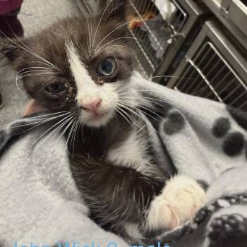 John wick -  American Shorthair Cat for Adoption in Spring Hill, Kansas - John Wick | PetCurious