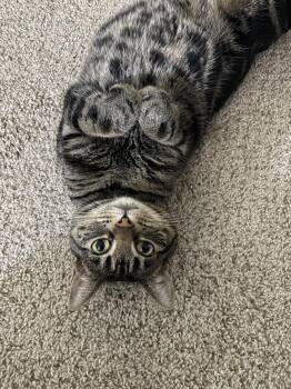 Tigger (Courtesy Post) -  Domestic Short Hair Cat for Adoption in San Jose, California - Tigger (Courtesy Post) | PetCurious