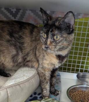Domestic Short Hair Cats Available for Adoption in Kansas City, Missouri - Rosie | PetCurious