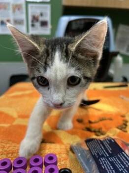 Seis -  Domestic Short Hair Cat for Adoption in Kansas City, Missouri - Seis | PetCurious