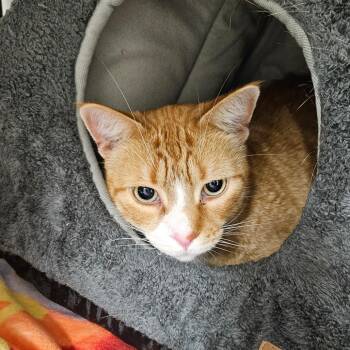 Rocky -  Domestic Short Hair Cat for Adoption in Chilliwack, British Columbia - Rocky | PetCurious
