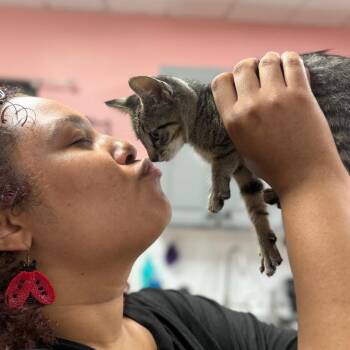 Squinkie -  Domestic Short Hair Cat for Adoption in Sunrise, Florida - Squinkie | PetCurious
