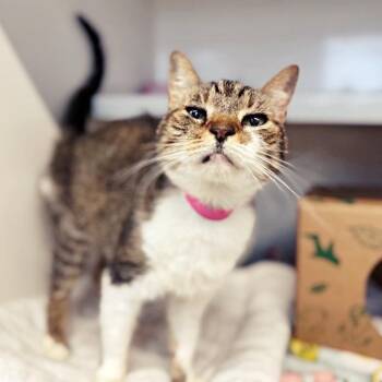 Frida -  Domestic Short Hair Cat for Adoption in Brentwood, Missouri - Frida | PetCurious