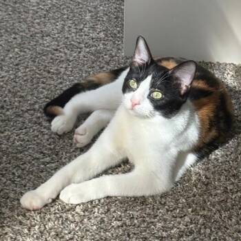 Calico and Domestic Short Hair Cats Available for Adoption in Friendswood, Texas - Taffy Marisol | PetCurious
