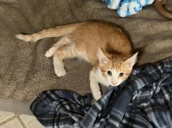 Spruce -  Domestic Short Hair Cat for Adoption in El Paso, Texas - Spruce | PetCurious