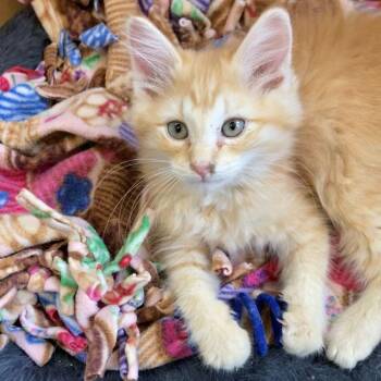 Domestic Medium Hair Cats Available for Adoption in Rochester, Minnesota - Teddie | PetCurious