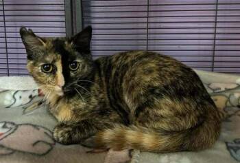 Amber -  Domestic Short Hair Cat Available for Adoption in Dale City, Virginia - Amber | PetCurious
