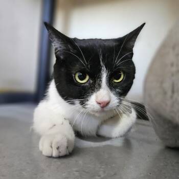 Domestic Short Hair Cats Available for Adoption in Lakewood, Colorado - Saturn | PetCurious