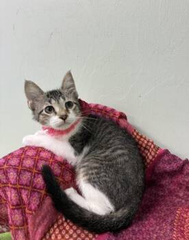 Plumberry -  Domestic Short Hair Cat for Adoption in Picayune, Mississippi - Plumberry | PetCurious