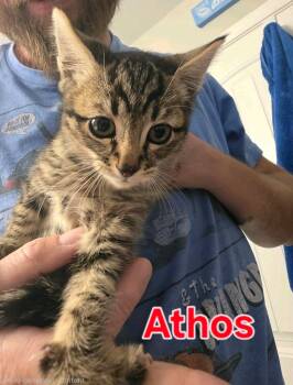 Athos -  Domestic Medium Hair Cat for Adoption in Reno, Nevada - Athos | PetCurious