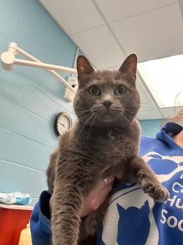 Domestic Short Hair Cats Available for Adoption - S Momma | PetCurious