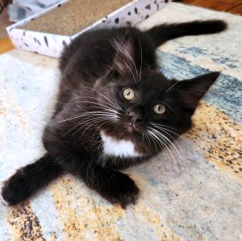 Hedy Lamarr -  Domestic Long Hair Cat for Adoption - Hedy Lamarr | PetCurious