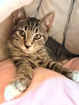 Tomato -  American Shorthair Cat for Adoption in Highland Park, New Jersey - Tomato | PetCurious