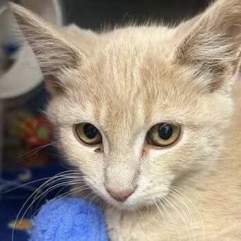 Mandarin -  Domestic Short Hair Cat for Adoption in Durango, Colorado - Mandarin | PetCurious