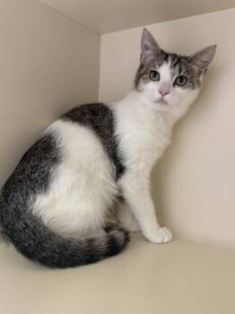 Sandy -  Domestic Short Hair Cat for Adoption in Pawleys Island, South Carolina - Sandy | PetCurious