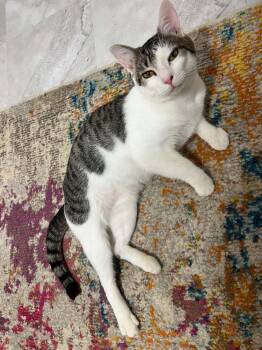 Beans XVI -  Domestic Short Hair Cat for Adoption in Muskegon, Michigan - Beans XVI | PetCurious