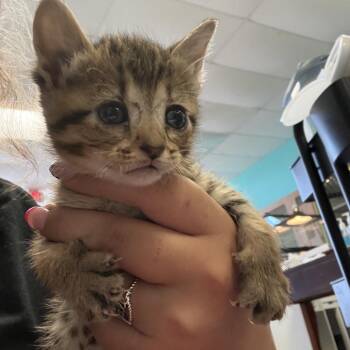 Jolly -  Domestic Short Hair Cat for Adoption in Lake Jackson, Texas - Jolly | PetCurious
