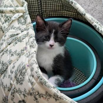 Polaris -  Domestic Short Hair Cat for Adoption in Oceanside, California - Polaris | PetCurious