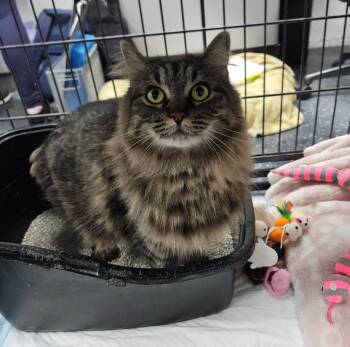 Domestic Long Hair Cats Available for Adoption in Los Angeles, California - Duchess | PetCurious