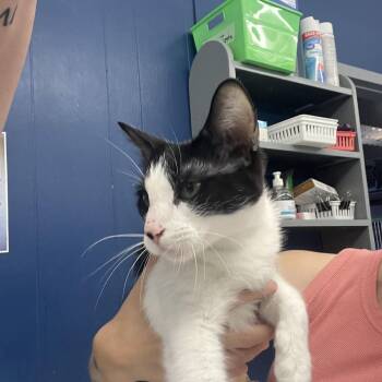 Gigi -  Domestic Short Hair Cat for Adoption in Summerlee, West Virginia - Gigi | PetCurious