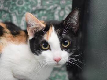 Domestic Short Hair Cats Available for Adoption - Amelia | PetCurious