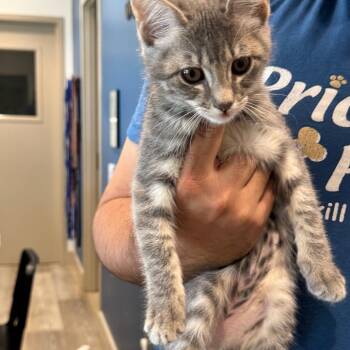 Marshmallow- City Of Industry Location -  Domestic Short Hair Cat for Adoption in Chino Hills, California - Marshmallow- City Of Industry Location | PetCurious