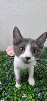 Domestic Short Hair Cats Available for Adoption in Las Vegas, Nevada - Willow | PetCurious