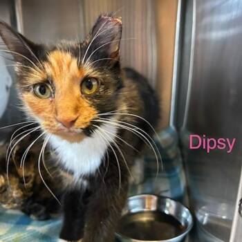 Dipsy -  Domestic Short Hair Cat for Adoption in Knoxville, Tennessee - Dipsy | PetCurious