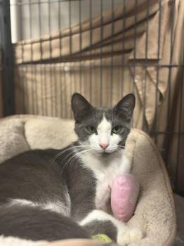 Cotton Candy -  Domestic Short Hair Cat for Adoption - Cotton Candy | PetCurious