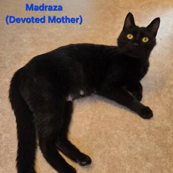 Madraza -  Domestic Short Hair Cat for Adoption in Coos Bay, Oregon - Madraza | PetCurious
