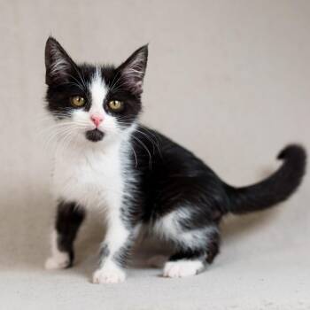 Benny -  Domestic Short Hair Cat for Adoption in Sunnyvale, California - Benny | PetCurious