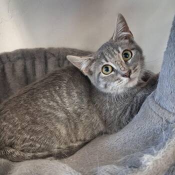Silver -  Domestic Short Hair Cat for Adoption in Roosevelt, Utah - Silver | PetCurious