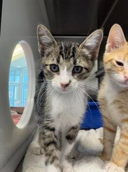 FOGGY -  Domestic Short Hair Cat Available for Adoption in Pearland, Texas - FOGGY | PetCurious