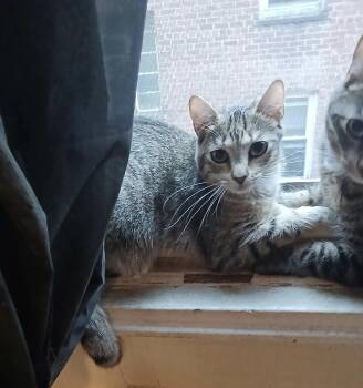 Rescue Domestic Short Hair and Tabby Cats for Adoption in New York, New York - Blue *foster Needed* | PetCurious