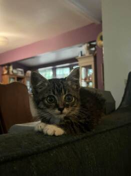 Itty Bit -  Domestic Short Hair Cat for Adoption in Battle Ground, Washington - Itty Bit | PetCurious
