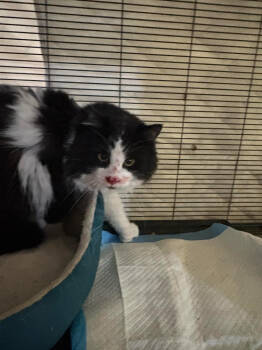 Rescue Domestic Long Hair Cats for Adoption in Calgary, Alberta - Pepe Le Pew | PetCurious