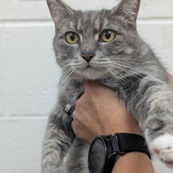 House -  Domestic Short Hair Cat for Adoption in Grand Rapids, Michigan - House | PetCurious