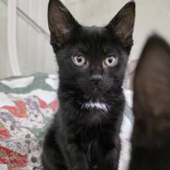 Domestic Short Hair Cats Available for Adoption in Glenfield, New York - Mowgli | PetCurious