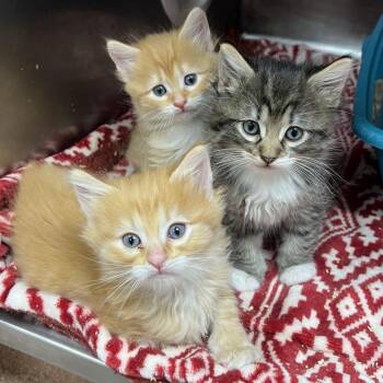 Tebow -  Domestic Short Hair Cat for Adoption in Las Cruces, New Mexico - Tebow | PetCurious