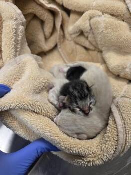 Rescue Domestic Short Hair Cats for Adoption in Ontario, California - IN FOSTER | PetCurious