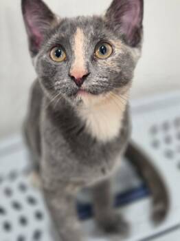 Rescue Domestic Short Hair Cats for Adoption in Hamilton, Ontario - Pancake | PetCurious