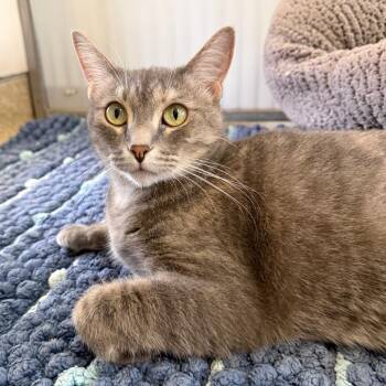 Miley -  Domestic Short Hair Cat for Adoption in Goleta, California - Miley | PetCurious