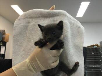 Domestic Short Hair Cats Available for Adoption - A1909728 | PetCurious